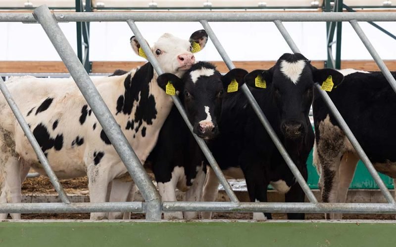 curious-young-dairy-heifers-on-a-modern-dairy-farm-resize.jpg